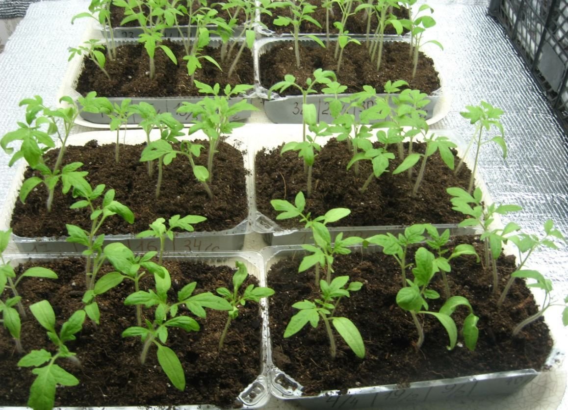 рассада помидор сколько дней. рассадка рассады томатов. низкорослые томаты рассада. помидорная рассада. пикировка томатов.