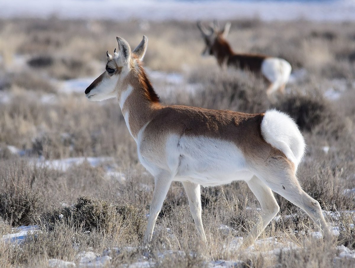 Red dead redemption вилорог. легендарный вилорог rdr 2 на карте. Red dead redemption 2 легендарные животные.