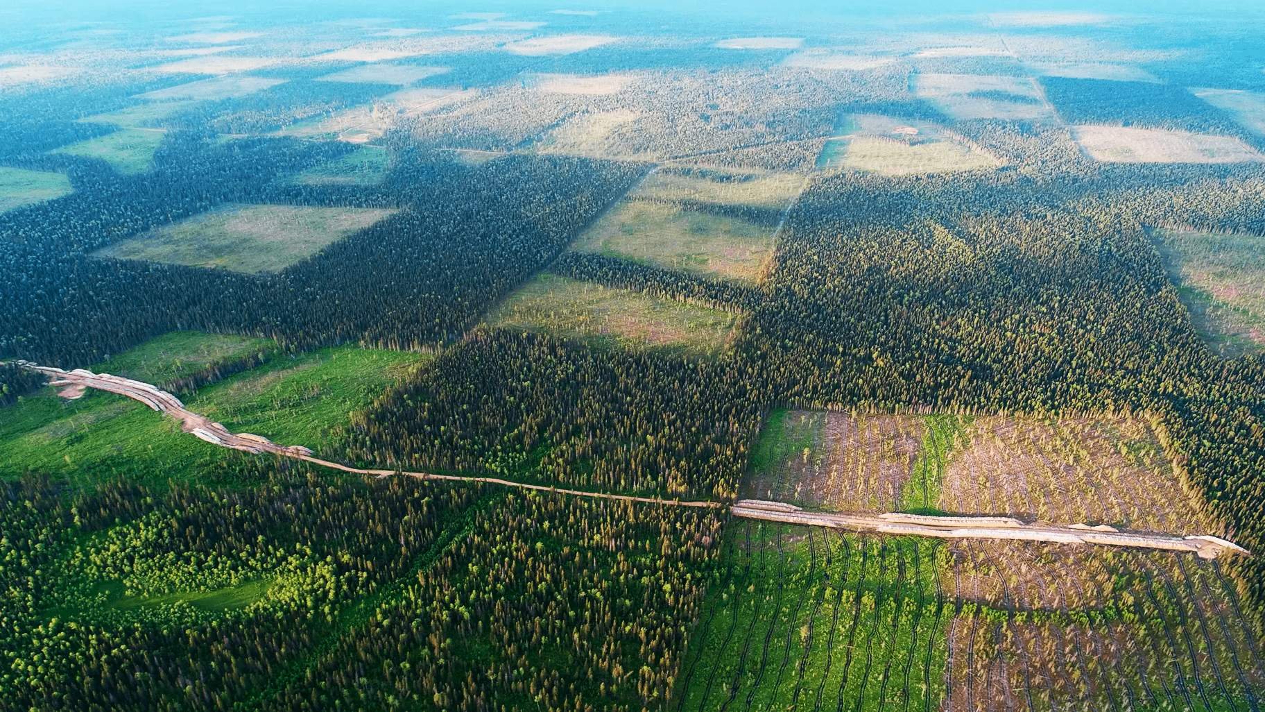 Сибирь вырубка леса китайцами со спутника