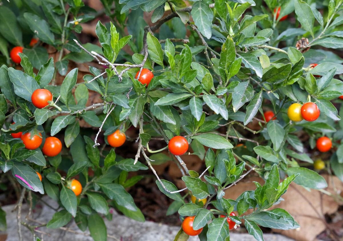 Солянум. Паслен ангинник. Паслён ложноперечный. Паслён (Solanum). Соланум pseudocapsicum.