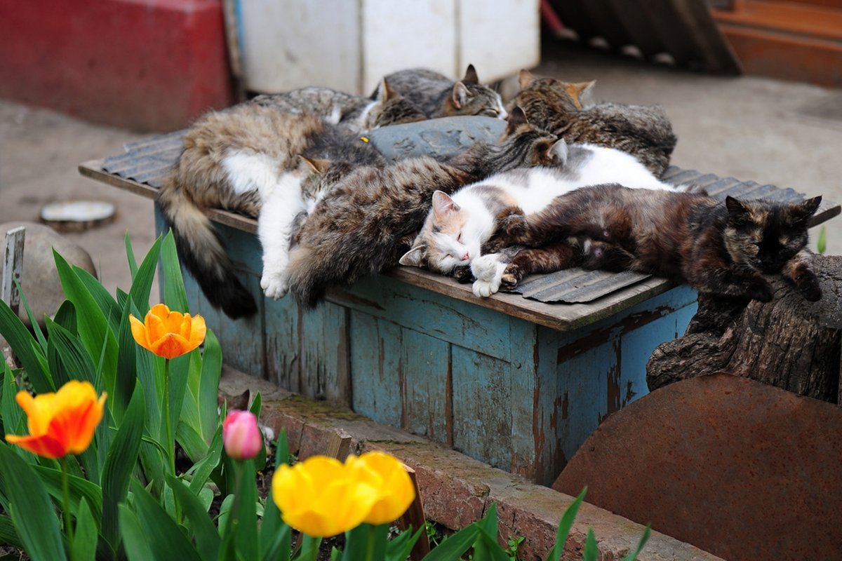 Принеси кошку. Кошачий Прайд. Pride для кошек. Прайд домашних кошек. Прайд котов фото прикольное.