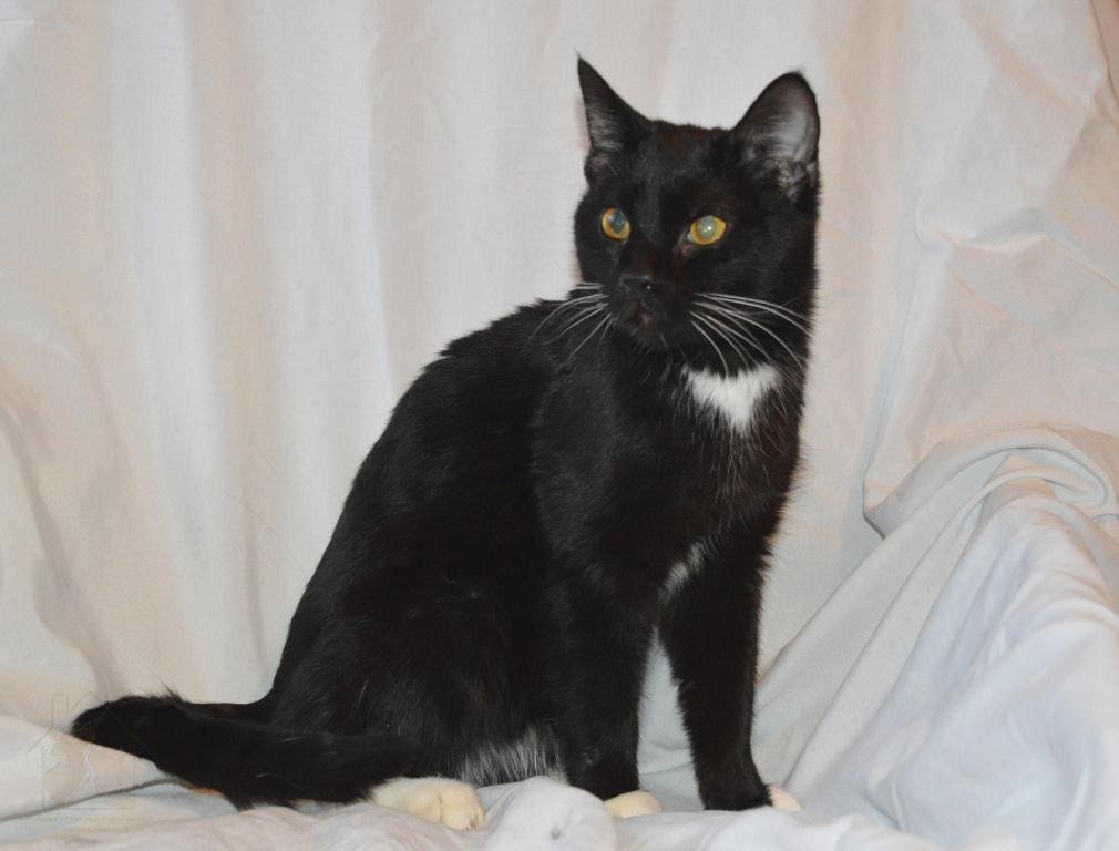 Белый галстук у черного кота 7 букв. Бомбейская кошка с белой грудкой. Чёрный кот с белой грудкой. Черная кошка с белой грудкой. Чёрная кошка с белой грудкой порода.