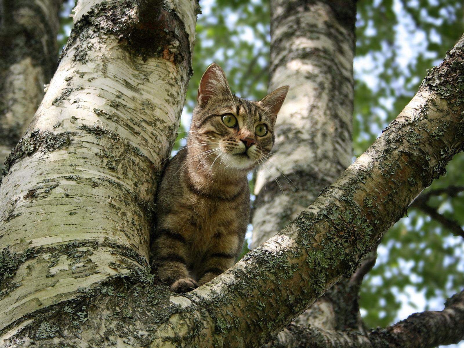 Кот на дереве