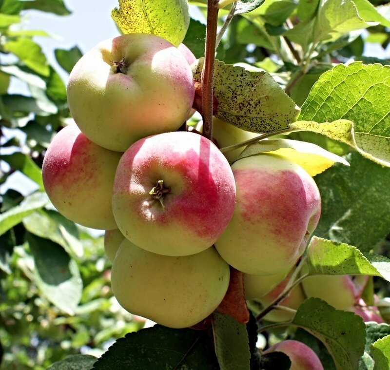 Сорт розовый налив. Яблоня "розовый налив" (Malus domestica). Яблоня летний сорт розовый налив. Яблоня полукультурка розовый налив. Яблоня Антей.