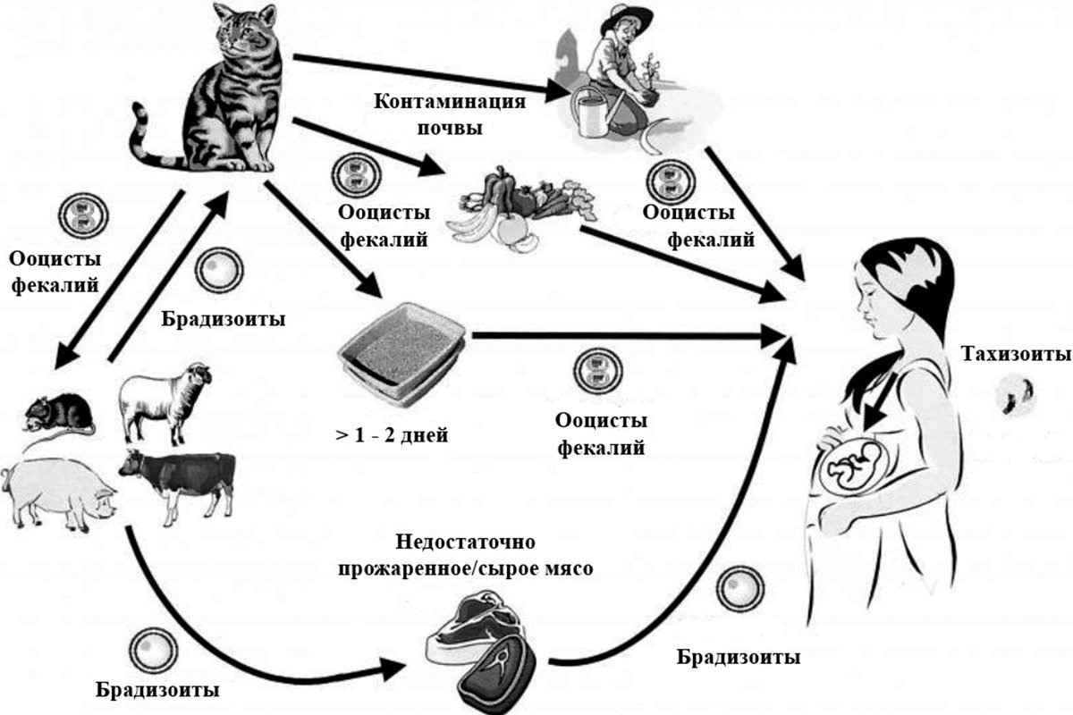 Жизненный цикл токсоплазмы схема