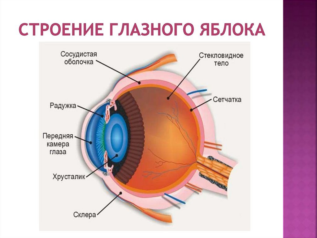 Оболочки глазного яблока у человека