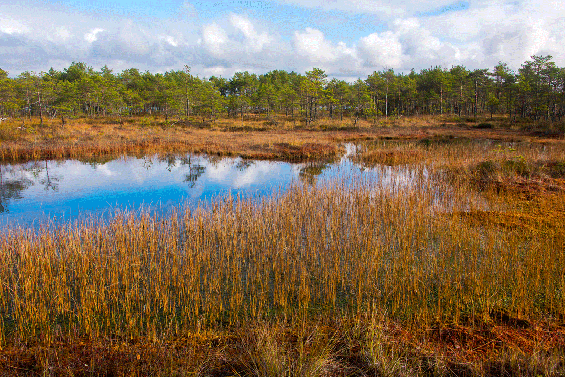 тростенское озеро. ряска растение рек озёр прудов. серебряноборское тростниковое болото. болото ленинградской области. болото на месте озера.