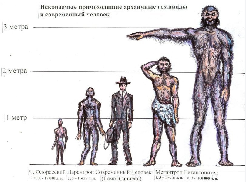 Человек и его существо в мире. Гигантопитек и мегантроп. Виды человека. Рост человека в древности. Рост древнего человека и современного.