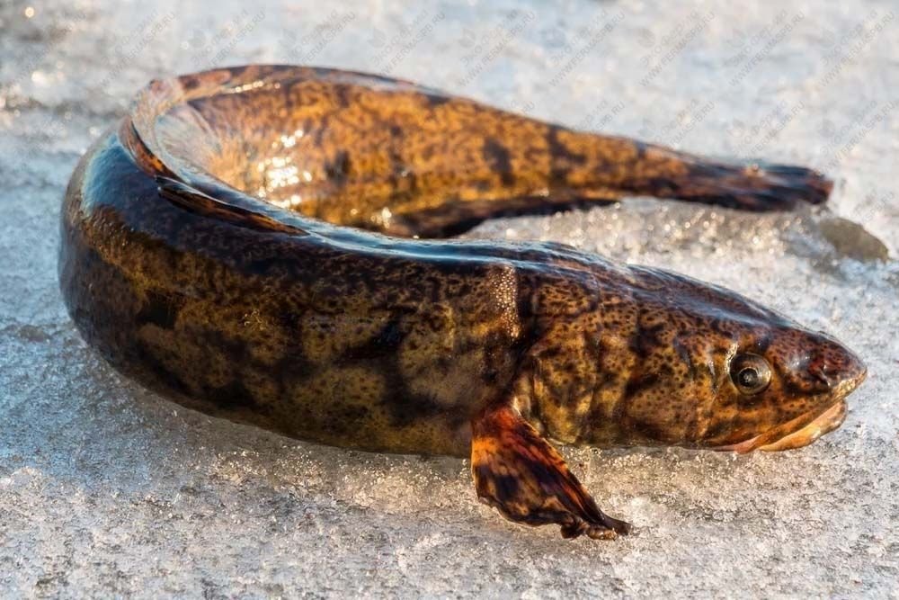 налим (lota lota). пятнистый налим. налим балтийский. речная рыба налим. налим рыба.