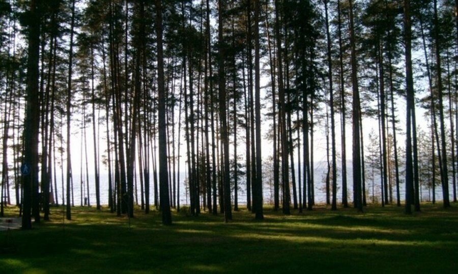 Бор пермь. ООПТ Сосновый Бор Пермь. Сосновый Бор Пермь лес. Парк поселения Сосновый Бор Пермь. Сосновый Бор Полазна.