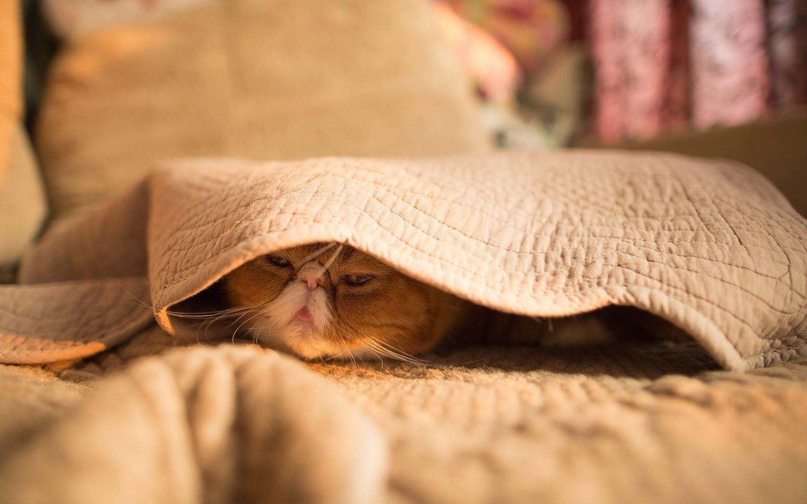 Под одеяльце. Выглядывает из под одеяла. Кот в одеяле. Котик под одеялом. Кот в пледе.