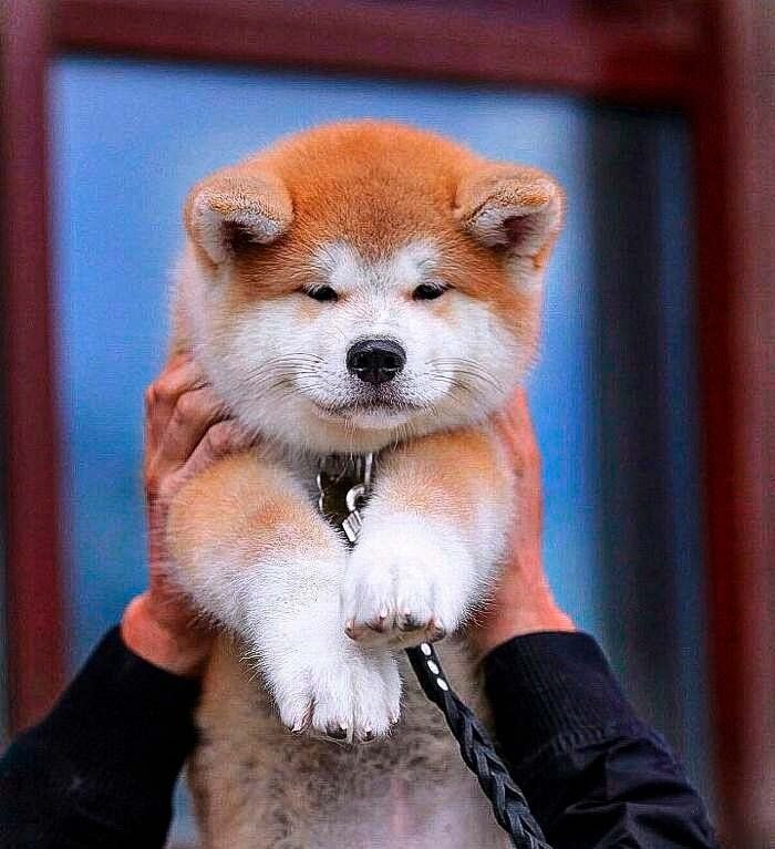 парода собаки акито инно. мини акита сиба. порода акита ину. порода акита ину. акита-ину.