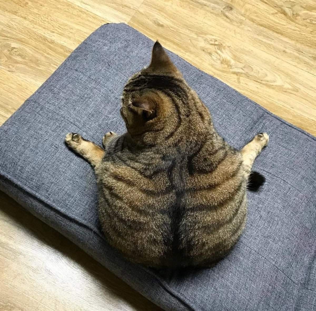 Смешные картинки с котиками до слез