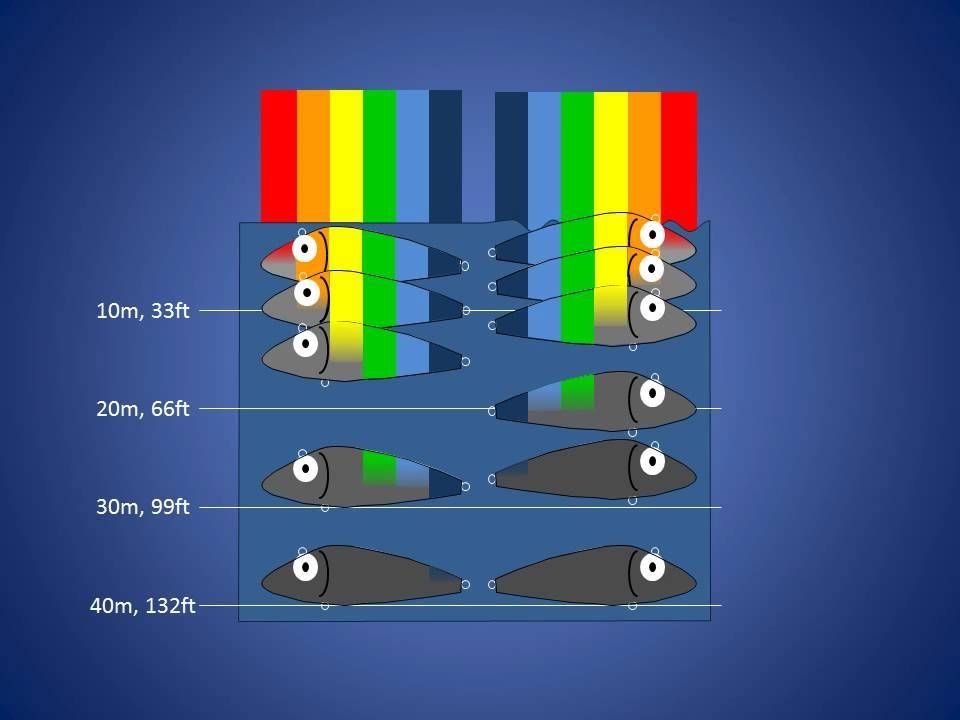 Щука цветовая схема