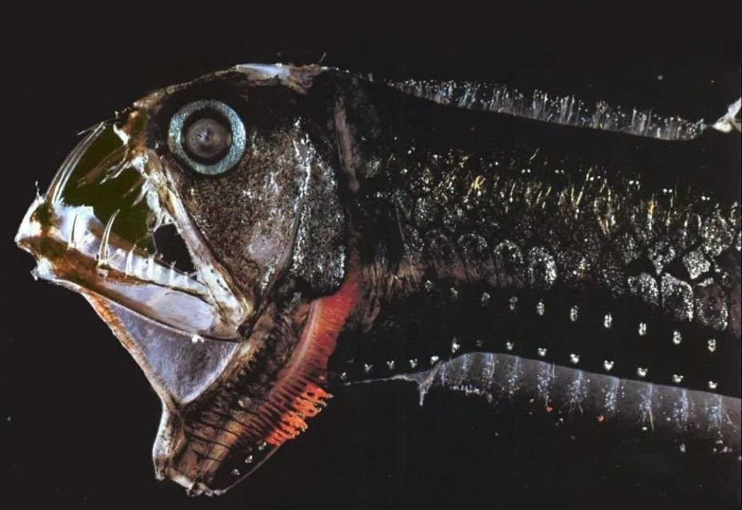 Самые страшные рыбы в мире фото и названия
