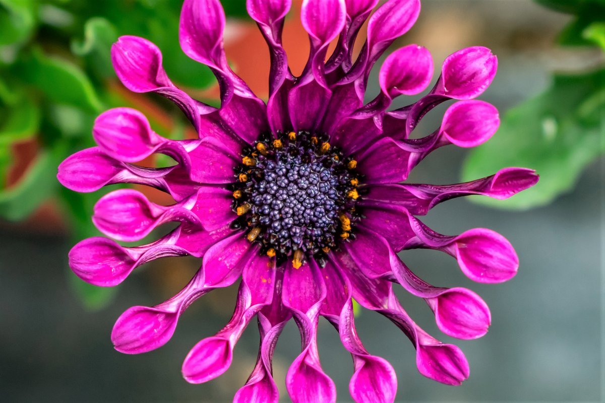 Африканская Ромашка цветок остеоспермум
