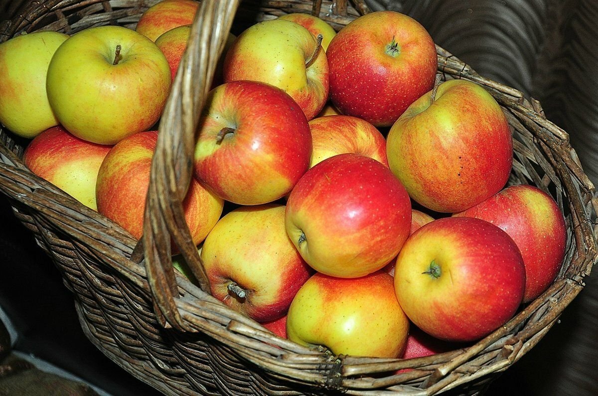 сбор яблок. урожай яблок. яблоки садовые. яблоки узбекистан. яблоки в саду.