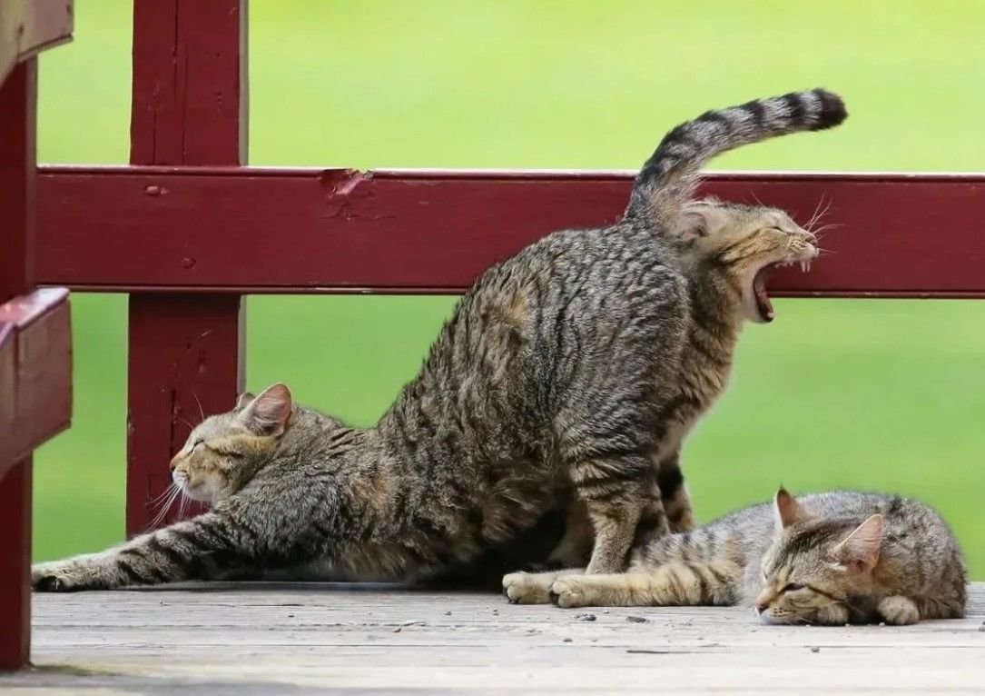 Бесплатные прикольные картинки про. Приколы с котами. Смешной кот. Коты юмор. Кот веселится.