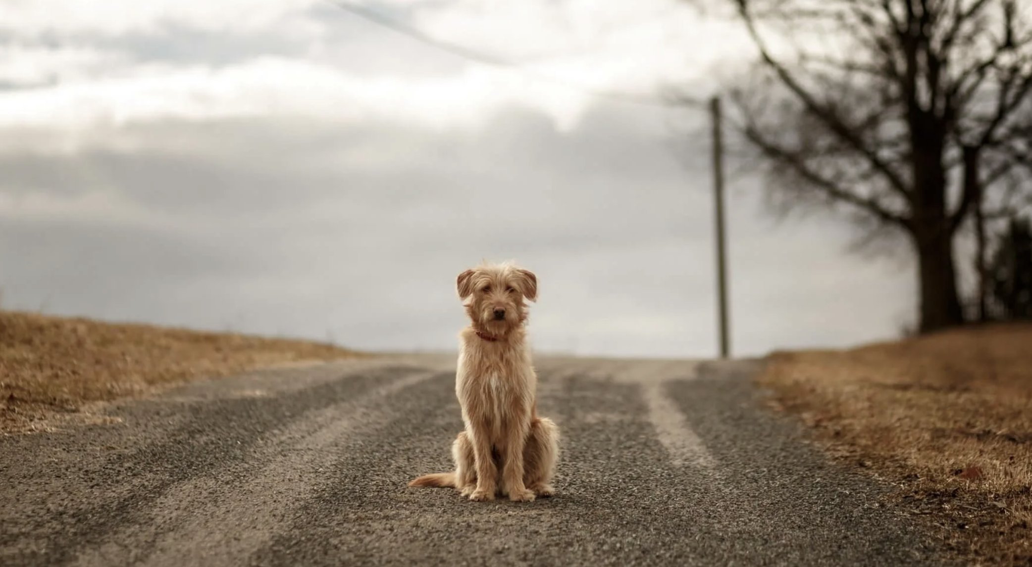 Преданная. Беги беги жду жду. Гэндальф с востока. Беги беги жду жду. Собака бежит по дороге.