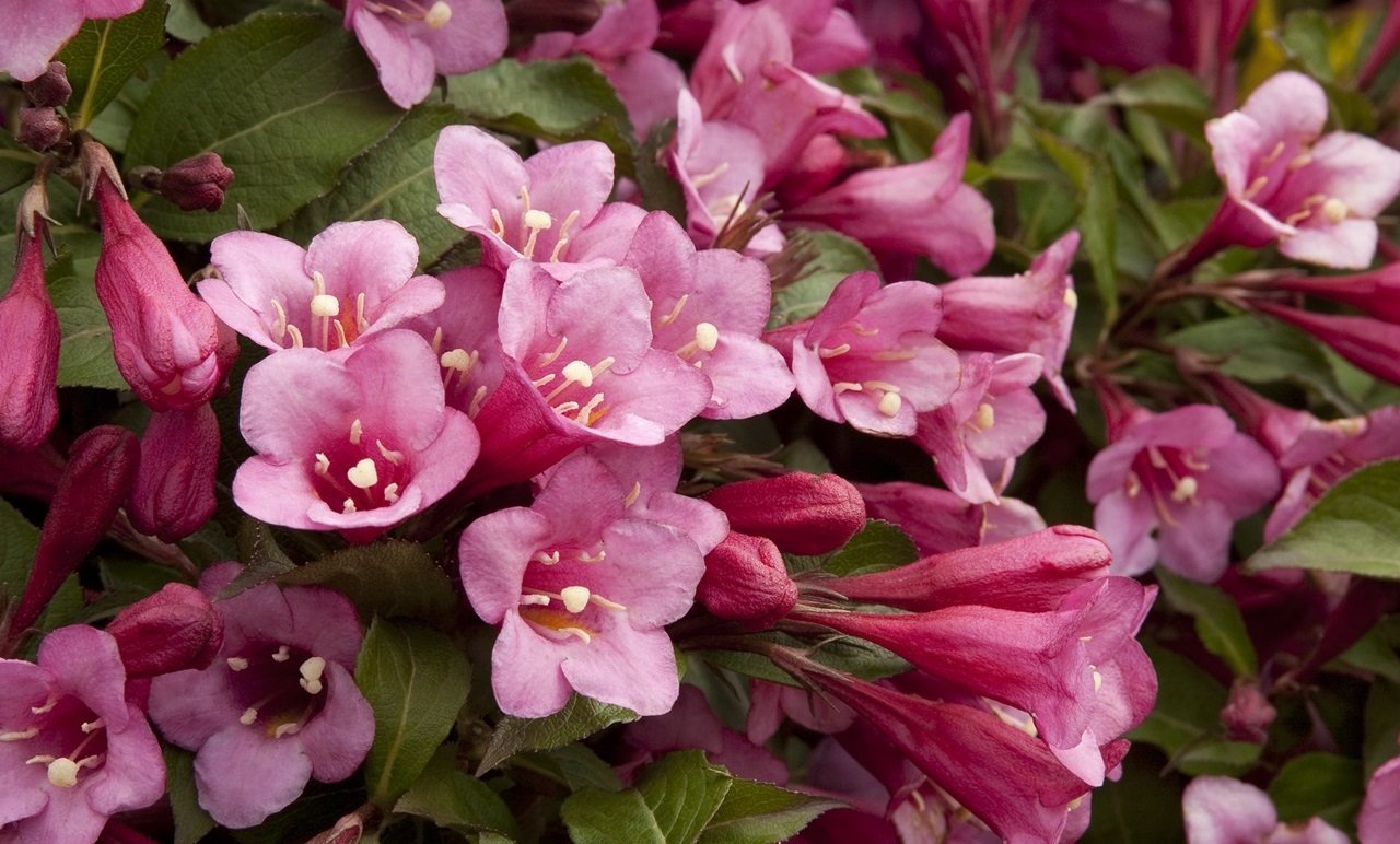 Вейгела Цветущая - Weigela Florida 'purpurea'