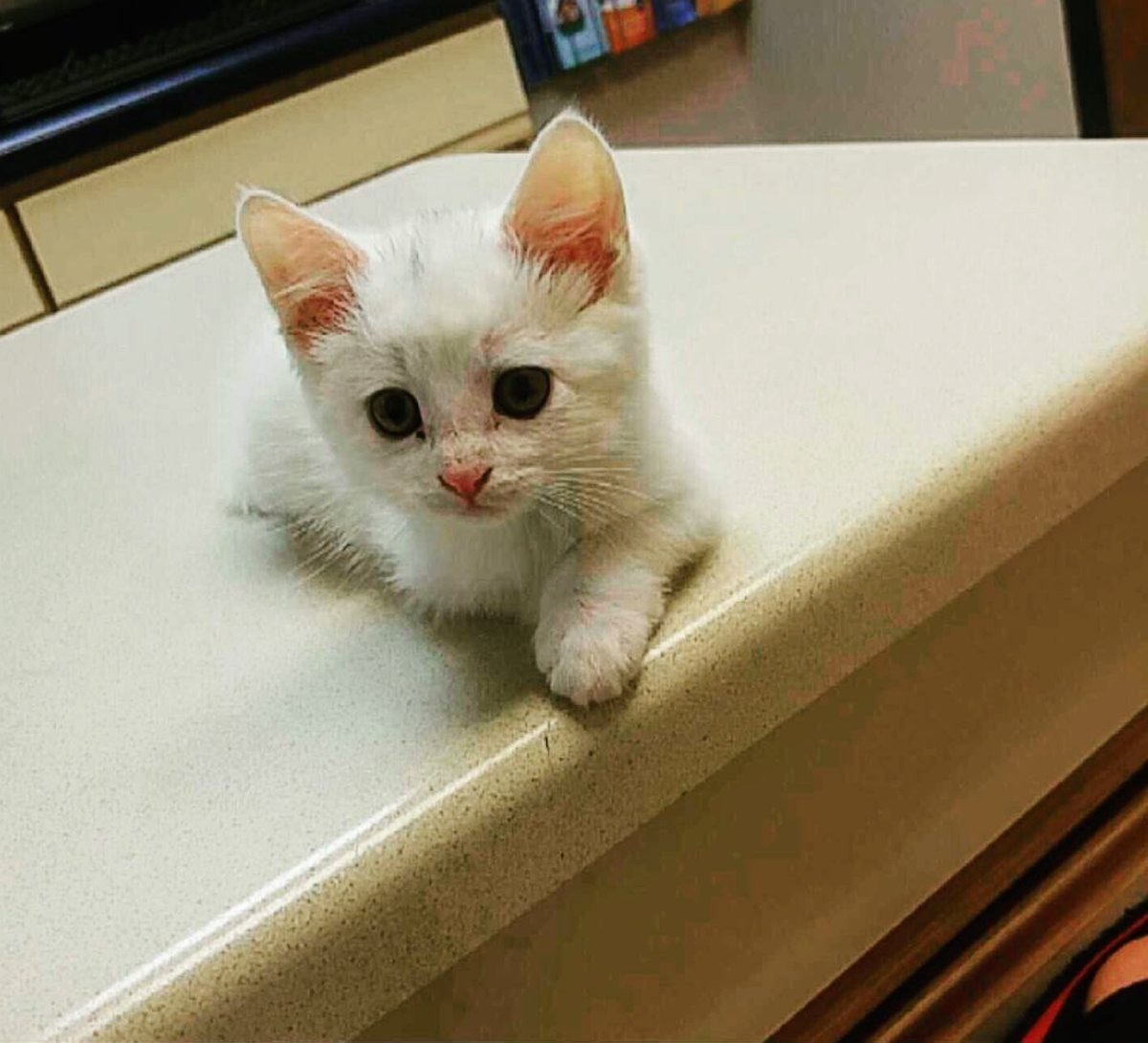 Hate cats. Copy cat skream. Hates cats. Hates cats. Hates cats.