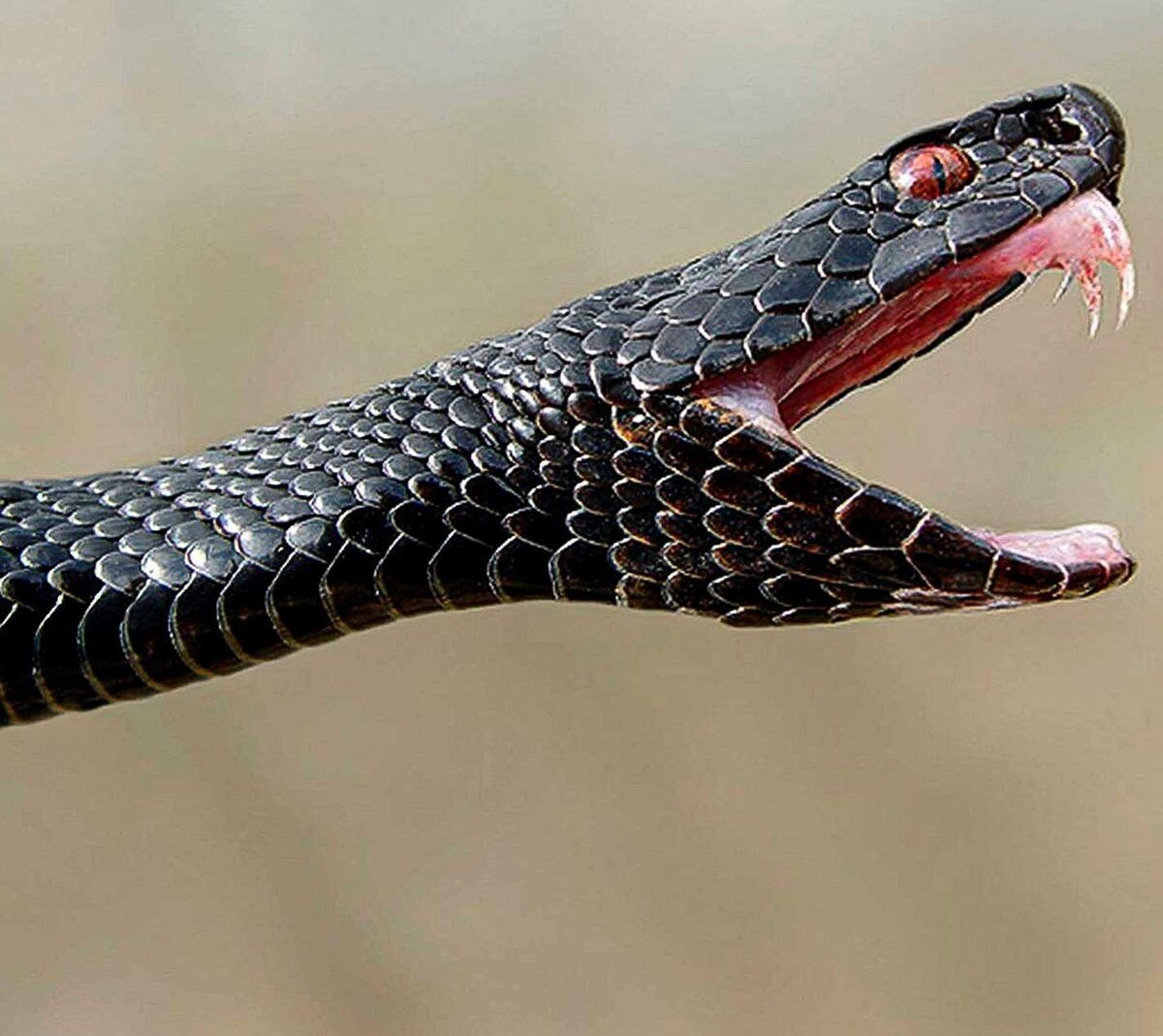 Ядовитая змея гадюка укус