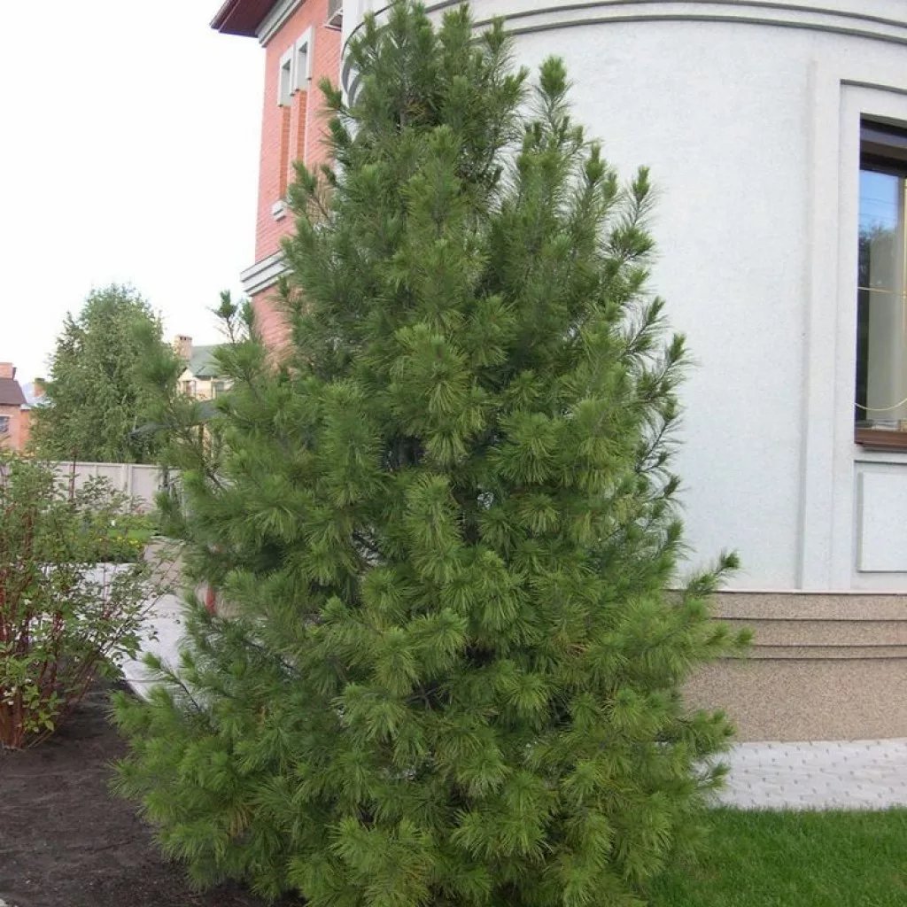 Хвойники крупномеры. Сосна сибирская pinus sibirica саженцы. На участке 7 10 занимает лиственница. На участке 7 10 занимает лиственница. Туя лиственница.