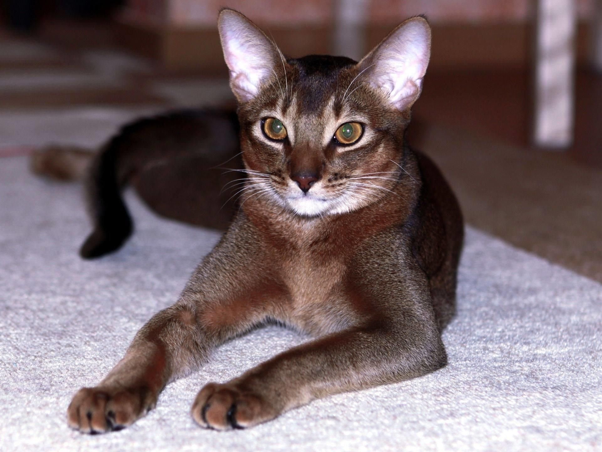 Гладкошерстные кошки для квартиры породы с фото