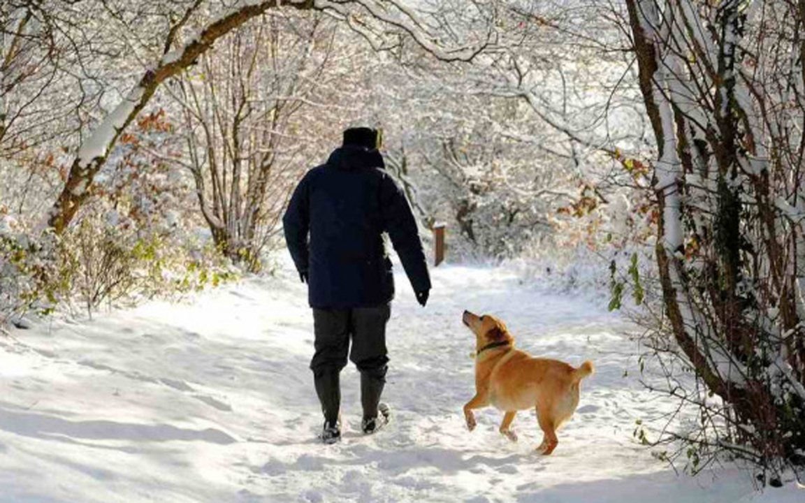 Вывел погулять. Прогулка с собакой. Собака зимой на улице. Прогулка по зимнему парку. Прогулка с собакой зимой.