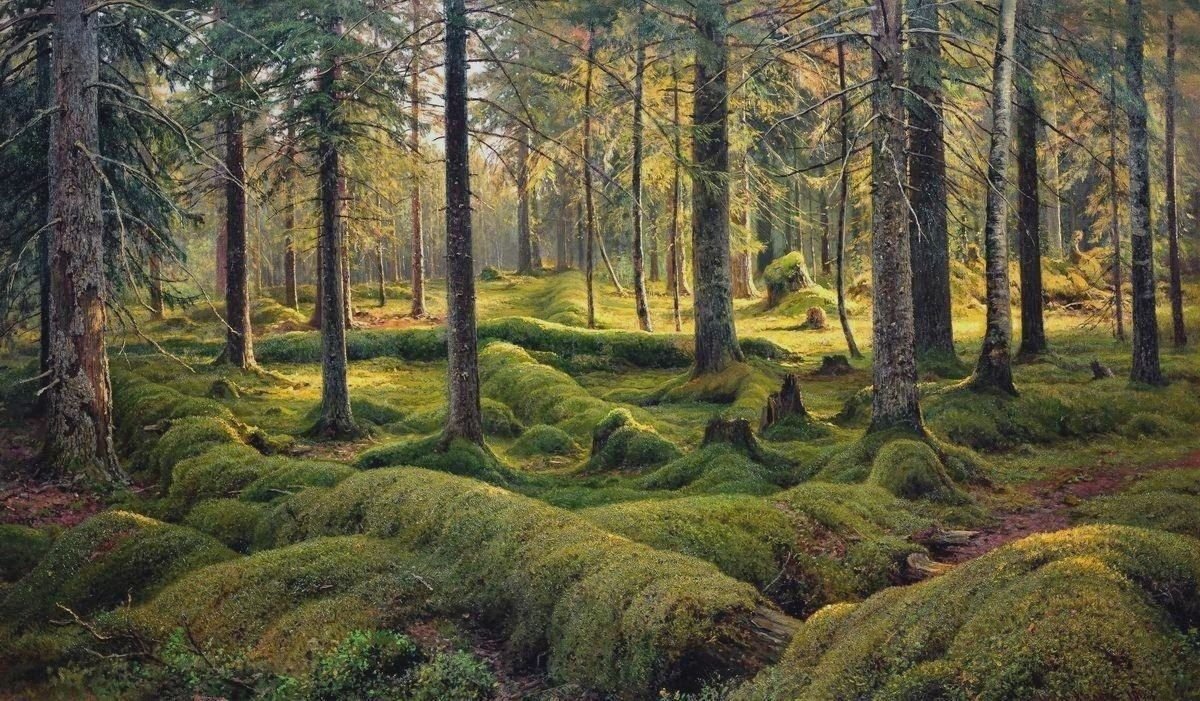 Хвойный лес картина