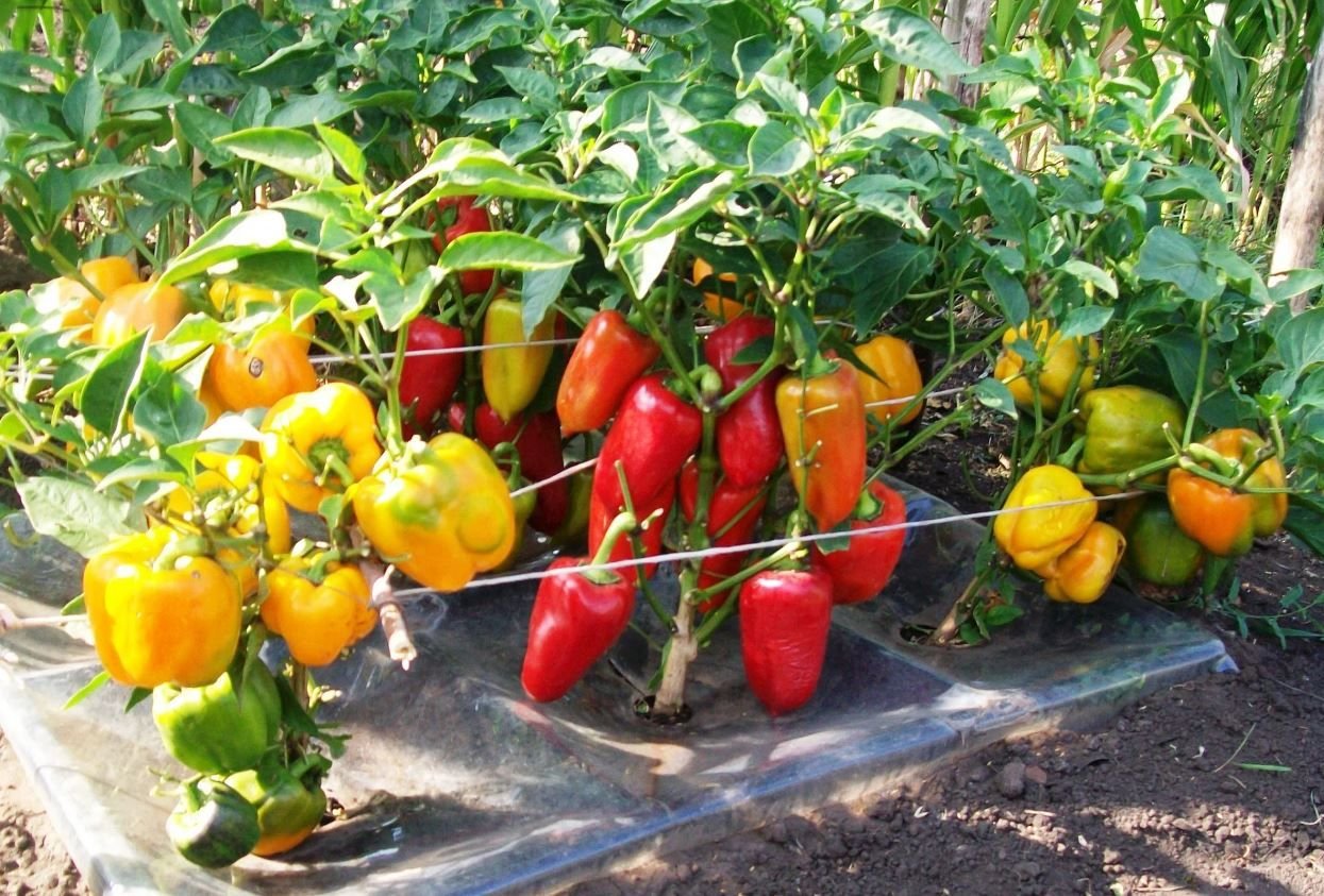 Низкорослые перцы для открытого грунта. Перец сладкий марадонна в поликарбонатной теплице. Лучшие сорта перцев для теплицы из поликарбоната. Перец сладкий ласточка 0,3 г. Перец тепличный высокорослый.