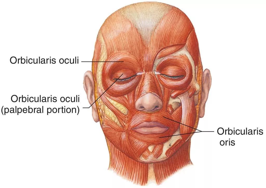 Корругаторы мышцы лица фото