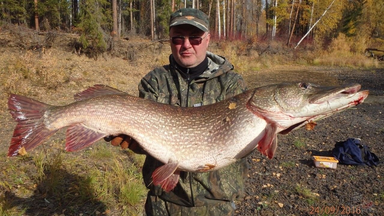 Какая рыба водится в реке чусовая свердловская область фото