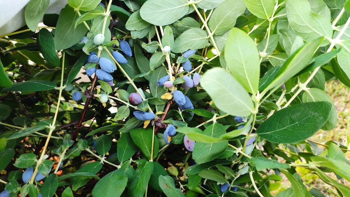 Когда сажать жимолость. Жимолость Ольги куст. Жимолость сухой куст. Жимолость высота кустарника. Жимолость размер кустарника.
