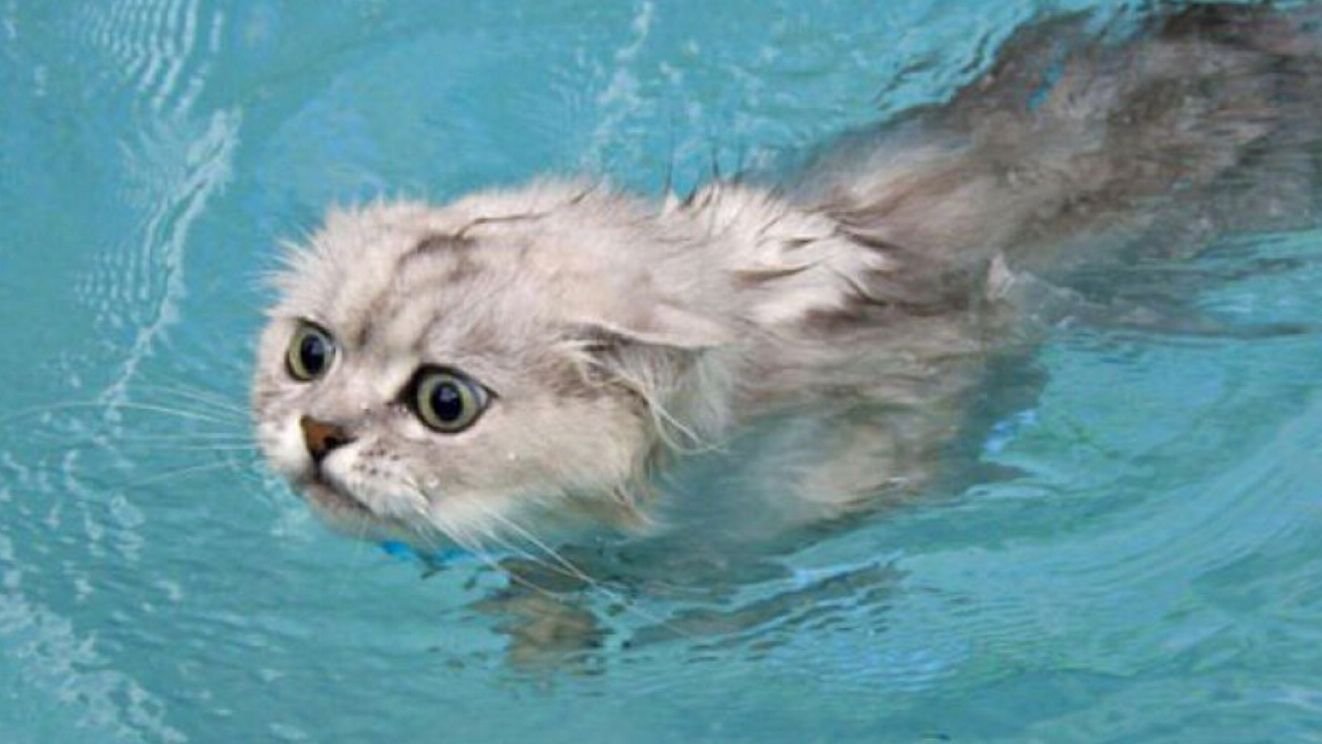 Картинка котик купается