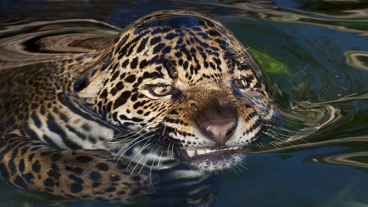 Ягуар в воде