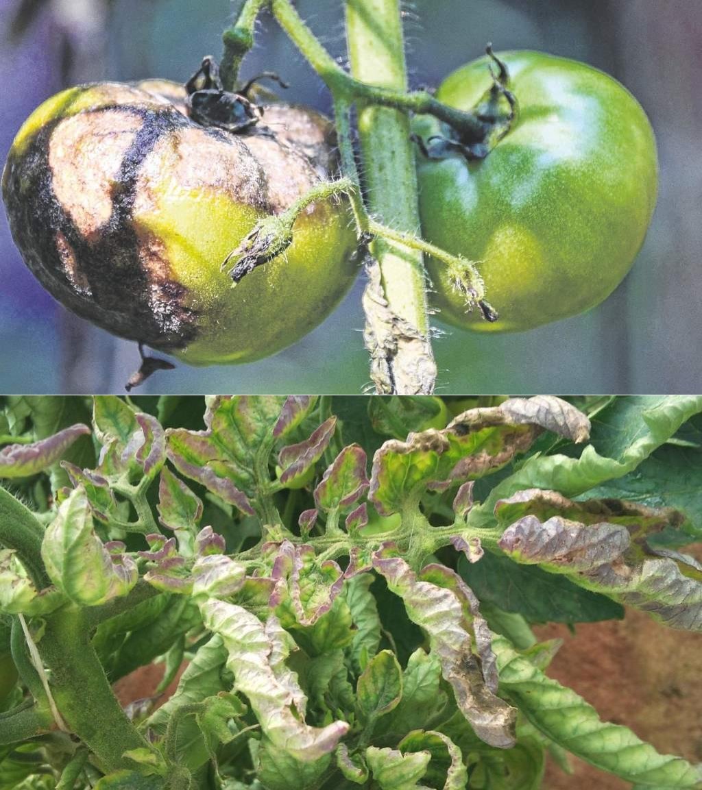 Болезни томатов в теплице описание с фотографиями