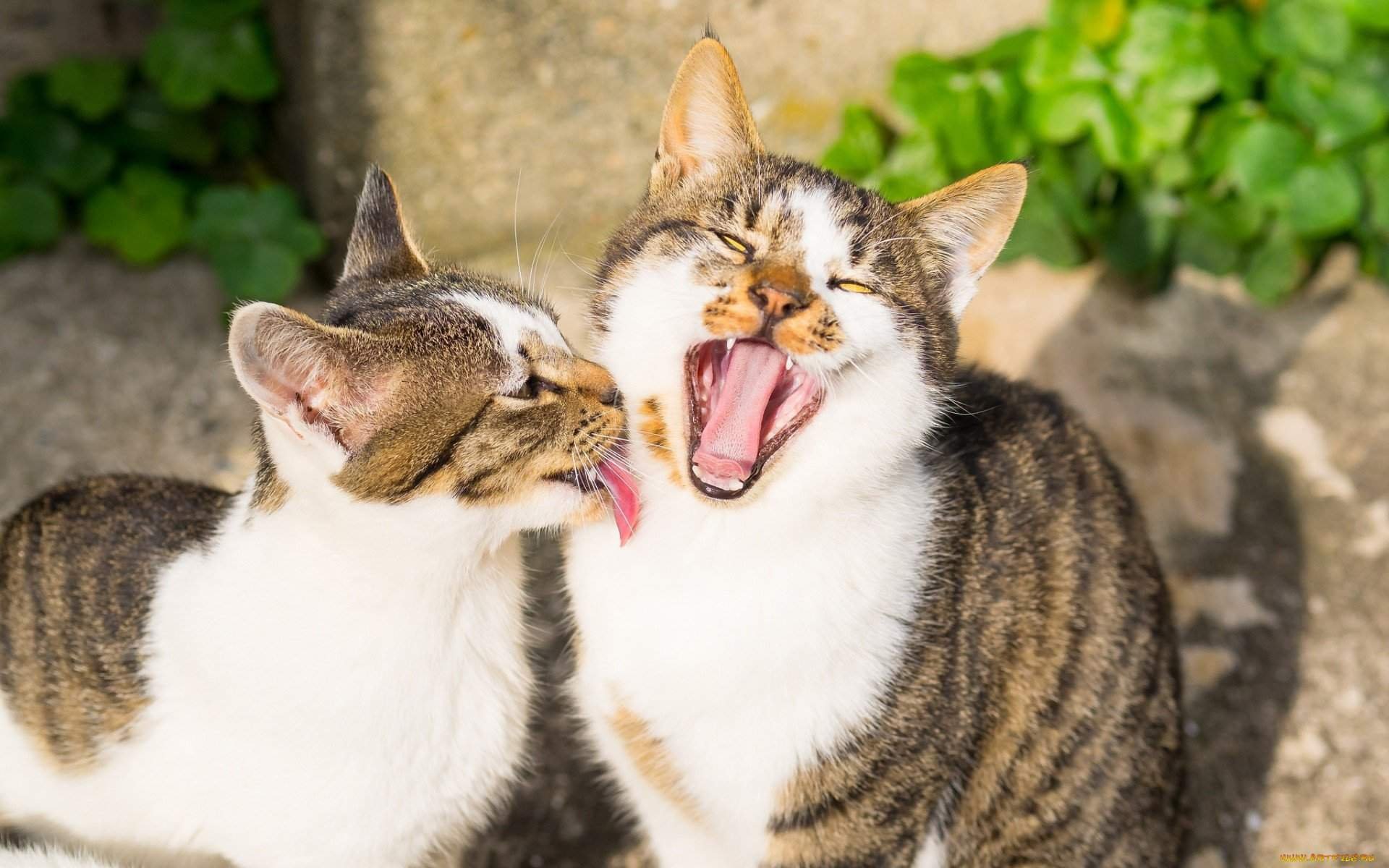 Кот и кошка. Два кота. Кошка облизывается. Парные котики. Коты облизывают друг друга.