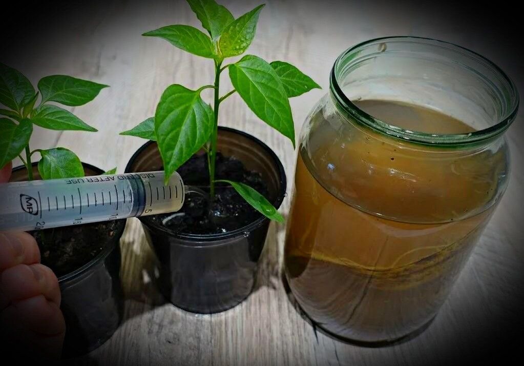 смешная рассада. самая маленькая рассада перцев. чем подкормить перец для роста рассады. схема подкормок при выращивании рассады томатов. таблица подкормки рассады томатов.