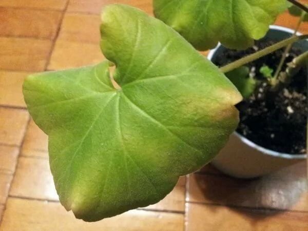 У пеларгонии сморщиваются листья. У герани скручиваются листья. Почему закручиваются листья у пеларгонии. Скручиваются листья у королевской герани. Почему закручиваются листья у пеларгонии.