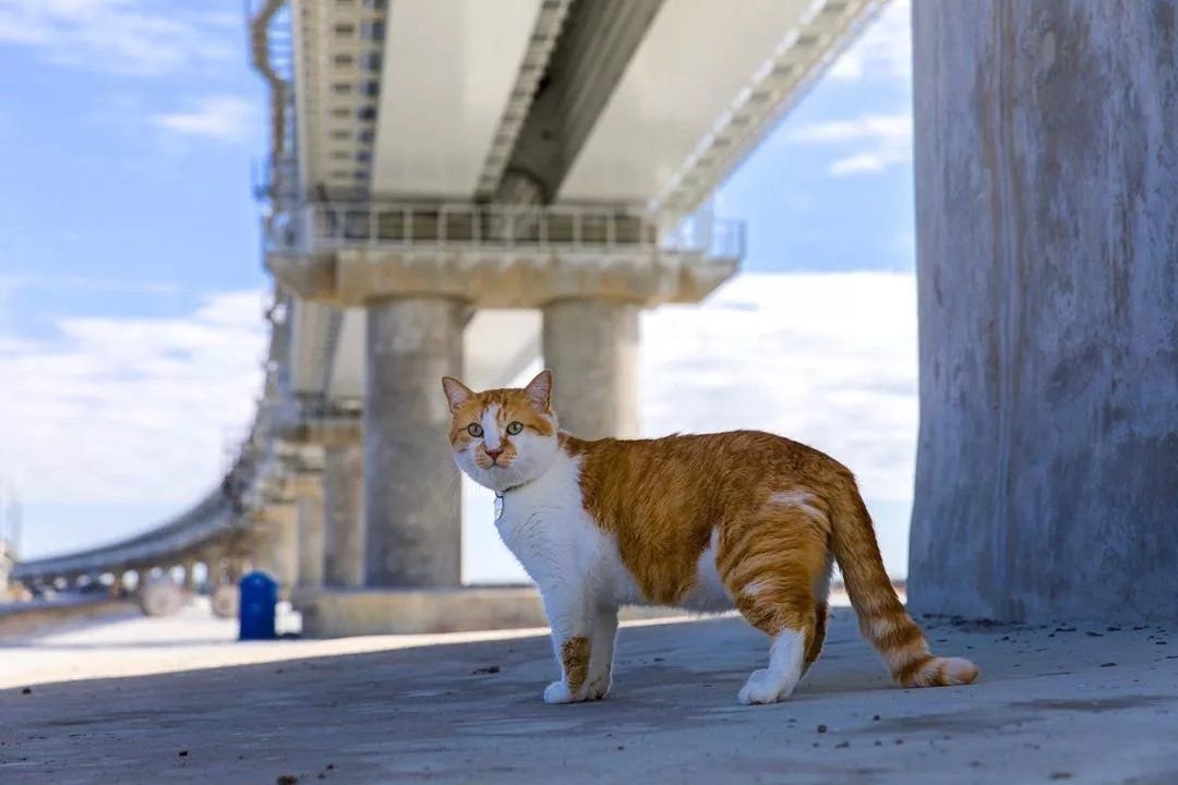 Cat most. Кот мостик Крымский мост. Кот мостик Керчь. Символ Крымского моста кот мостик. Котик мостик из Крыма.