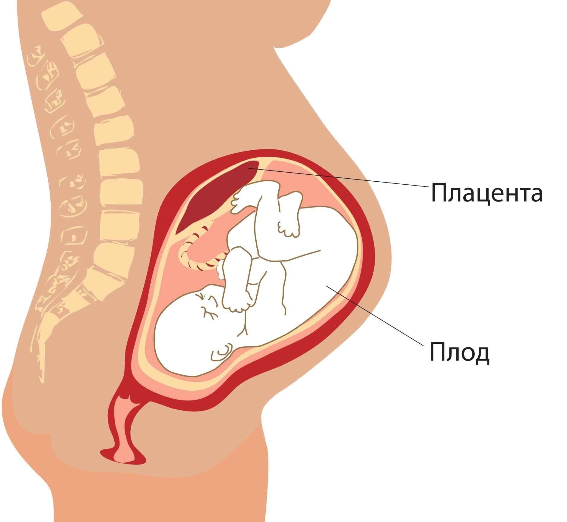 Плацента акушерство презентация