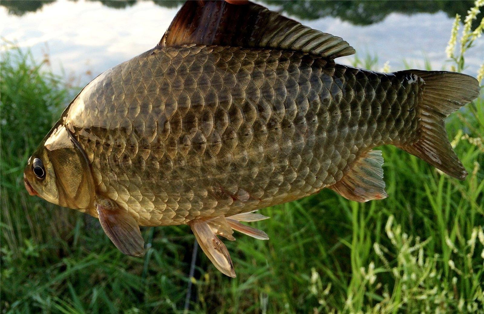 Карась фото рыба. Серебрянный карась Carassius auratus. Карась обыкновенный Carassius Carassius. Серебряный карась - Carassius auratus gibelio. Carassius auratus серебряный карась.