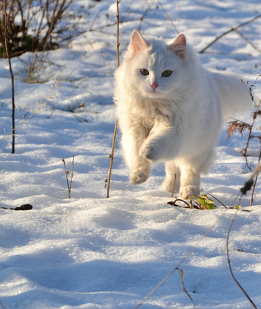 Белая кошка зимой