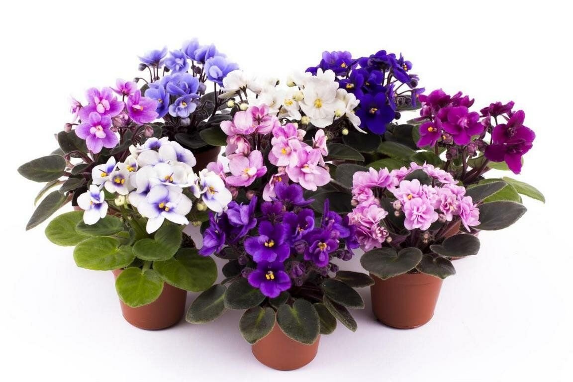 Примула бесстебельная сиреневая. Фиалка полевая. К чему снятся цветущие фиалки. Анютины глазки дикие полевые. Фиалка во сне.