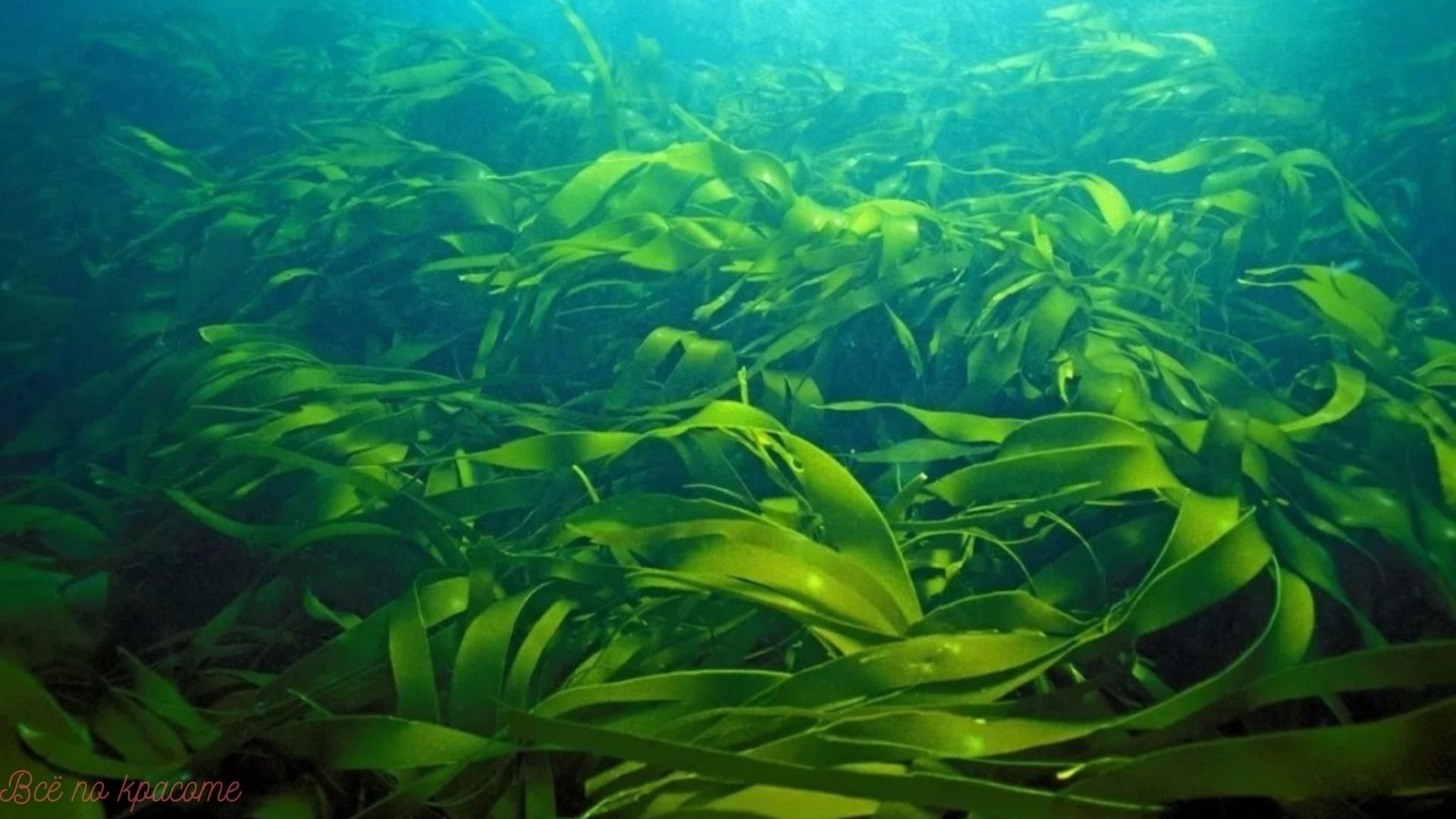 Водоросли картинки. Водоросли ламинария. Морская капуста – Laminaria. Ламинария Японика. Бурые водоросли ламинария.