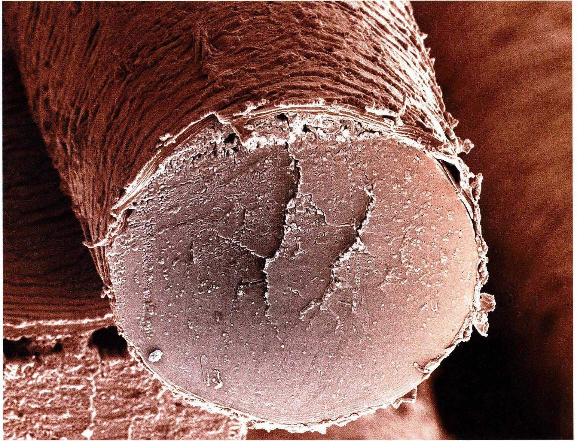 Структура волоса под микроскопом