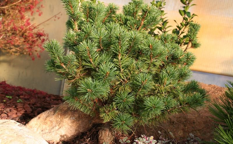 Сосна Pygmy Yatsubusa. Pinus parviflora Goldilocks. Карликовая сосна. Сосна низкорослая.