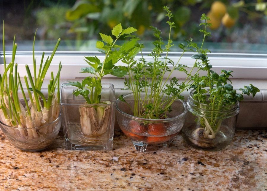 Сельдерей на подоконнике. Миска с травами. Комнатное растение трава в стеклянной посуде. Что можно выращивать дома в стеклянной посуде.