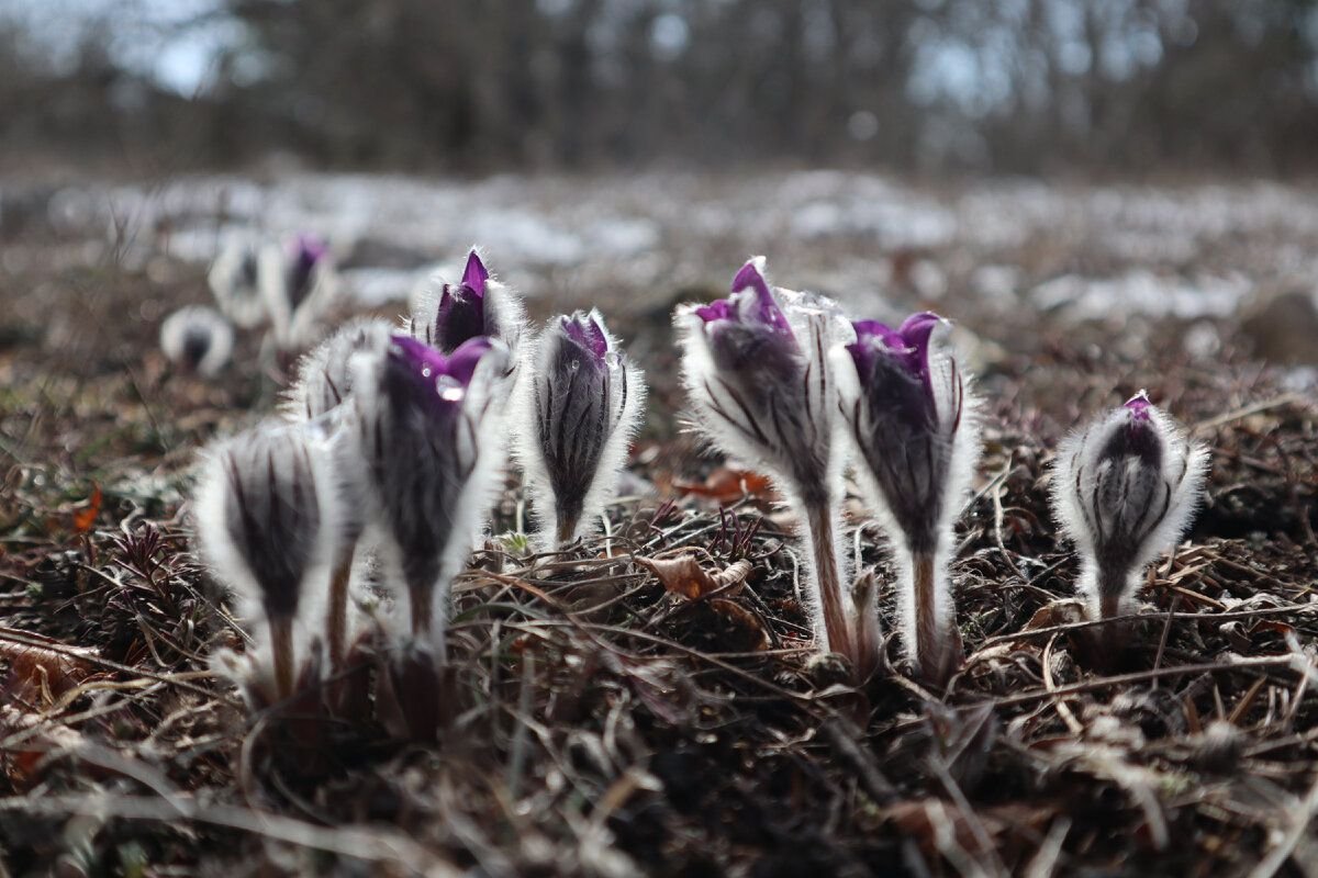 Pulsatilla kostyczewii